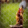 Home Garden Chicken Hexagonal Wire Mesh Netting Fence